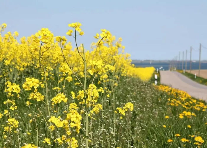 Schoene In An Der Ostsee Lejlighed